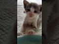 Cute kitten 😺😍❤️❤️❤️ #kitten #cutekittenvideos