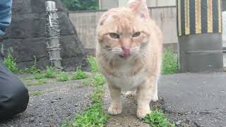 住宅の方から出て来てくれた美猫のミミちゃん❗ゴシゴシ⤴️お決まりポーズ\u0026コロンは決まりませんが大きな声でご挨拶してくれました‼️乾燥キビナゴ🐟️パクパク⤴️可愛いでしょ❤️