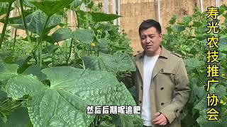 寿光菜农种黄瓜病害少，产量高的秘密在哪里？今天告诉你