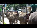 elephants going to river Sri lanka #elephants #bath #srilanka