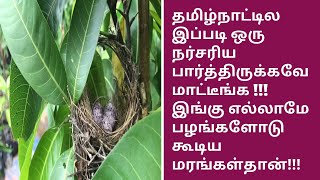 தமிழ்நாட்டில இப்படிஒரு நர்சரிய பார்த்திருக்கவே மாட்டீங்க! இங்கு எல்லாமே பழங்களோடு கூடிய மரங்கள்தான்!