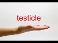 How to Pronounce testicle - American English