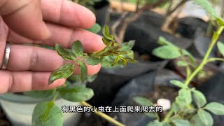 月季得了蓟马不用怕，处理方法很简单