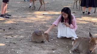 可愛い鹿に触れ喜びを隠せない外国人観光客🫎奈良公園