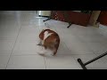 bori the bulldog vs bottle