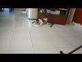 bori the bulldog vs bottle