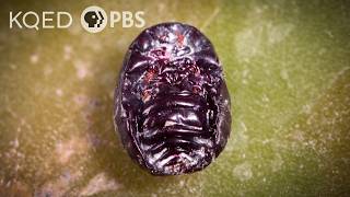 Meet the Bug You Didn't Know You Were Eating | Deep Look