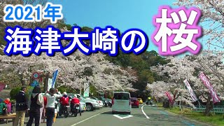 【日本のさくら名所100選】海津大崎の桜2021 ぶらり旅