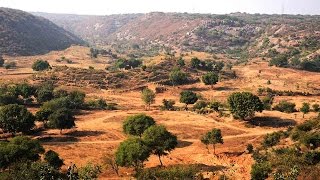 Delhi’s last sacred forest and the fight to keep it alive - Mangarbani