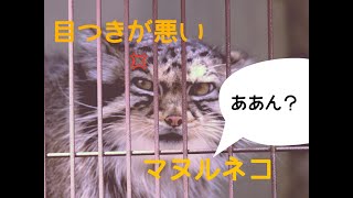 【東山動物園】不機嫌顔のハニーさんとレフくん（マヌルネコ）【2019/05/21】Otocolobus manul