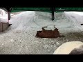 2025.2.13牧歌の里の天気【雪】またまた寒波がやってくる⁉️今のうちに運動〜🐎