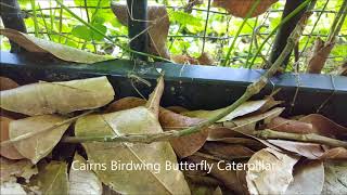 Cains Birdwing Butterfly Lifecycle