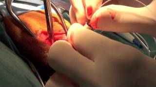 Dog Extracapsular Repair At Southpaws Specialist Veterinary Hospital, Melbourne Australia