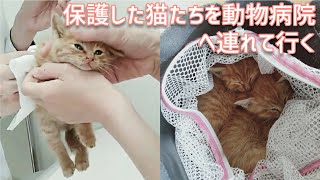 保護した猫たちを動物病院に連れて行きました