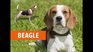 Beagle |  Бигль | Нохойн үүлдэр №10