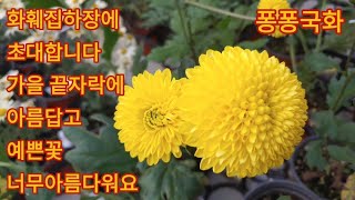 549회. 남사 화훼집하장의 아름다운꽃 보시고 힐링하세요.