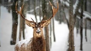 Slow Motion - The Beauty of Nature - Animals - Doğadaki Muhteşem Güzellik ve Hayvanlar Alemi