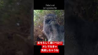 マヌルネコの高速ペロリ👅 #shorts #manul #pallascat #マヌルネコ #ナル君