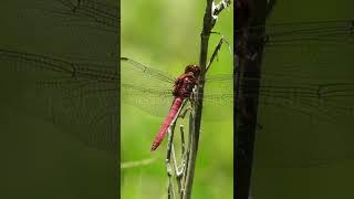 |തുമ്പിയുടെ Larva കണ്ടിട്ടുണ്ടോ? |