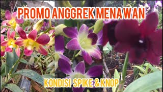 Promo Anggrek Menawan