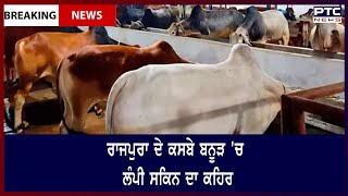 Lumpy Skin Disease in Banur, Rajpura: ਰਾਜਪੁਰਾ ਦੇ ਕਸਬੇ ਬਨੂੜ 'ਚ ਲੰਪੀ ਸਕਿਨ ਦਾ ਕਹਿਰ