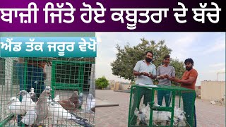 #ਕੀਮਾ #Thind #kabutar ਬਾਜ਼ੀ ਜਿੱਤੇ ਕਬੂਤਰ ਦੇ ਬੱਚੇ