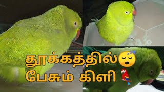 தூக்கத்தில்😴 தமிழ் பேசும் பச்சைக்கிளி🦜|sleepy 😴 parrot 🦜 talking in tamil |#sleepy parrot annu