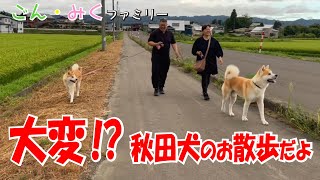 「愛犬の長生きのために♡」お散歩編　お母さんの独り言♡　秋田犬【ごん・みく チャンネル】