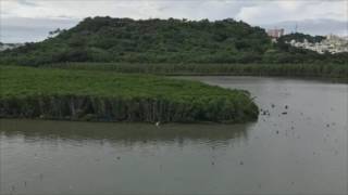 沖縄   マングローブ 漫湖 (Japan Okinawa Manko wetlands)