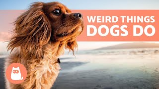 8 Strange Dog Behaviors Explained
