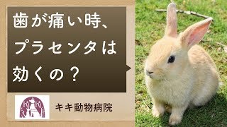 うさぎの歯科疾患（食べない）とプラセンタ療法【大阪府堺市の動物病院】和泉市