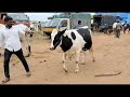 chintamani cattlemarket hfcow gersey hybrid cows dealer trending viral