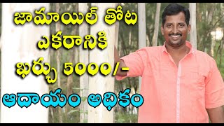 Success Story of Eucalyptus or Jamoil farming || జామాయిల్ తోట ఆదాయం అధికం || Sreekaram Farming