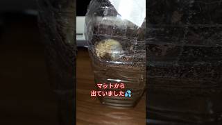 カブトムシの幼虫　マットから出ていました。。。大丈夫？