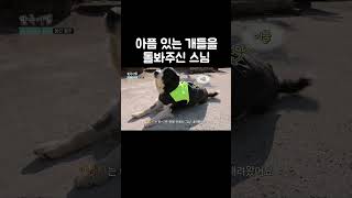 산속 절에 모인 대형견들의 정체 #shorts