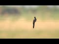 ♪鳥くん野鳥動画（タイthai）＝ヒメカッコウ♀plainative cuckoo