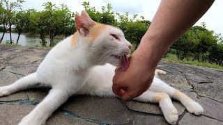 猫をモフると舐め舐め攻撃を受けたwww