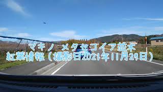 滋賀県マキノ メタセコイア並木紅葉情報（撮影日 2021年11月29日）