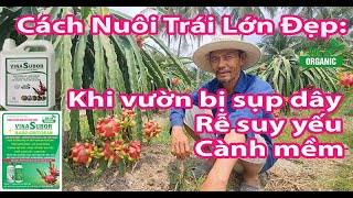 Vườn Sụp Dây - Yếu Rễ Đang Nuôi Trái: Sử Dụng Hữu Cơ Nuôi Trái Lớn, Chín Lên Màu Đẹp, Giảm De Trái