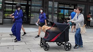 Wishing you good health [Golden Retriever Japan]