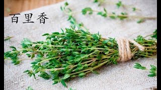 抗疫中药系列一 (百里香 Tomillo) 西班牙菜肴中用的香料也是药材?