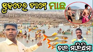 ଛଟକି‌ ପଡୁଛନ୍‌ ମାଛ ଡ଼୍ୟାମ ରେ‌ ।। LOWER SUKTEL DAM FISH 🐠🐟 VIDEO ll