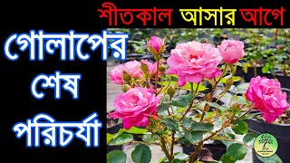 শীত আসার আগে গোলাপের শেষ পরিচর্যা / Rose Care before Winter come / roof gardening