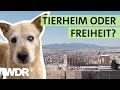 Straßenhunde In Griechenland: Im Einsatz Für Den Tierschutz | Tiere Suchen Ein Zuhause | Wdr