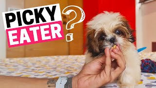 How to Deal with a Shih Tzu who is a Picky Eater?