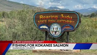 Gunnison County's Roaring Judy Fish Hatchery raises Kokanee salmon, supports local economy