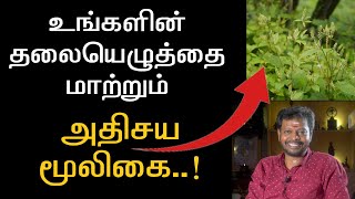 தலையெழுத்தை மாற்றும் அபூர்வ மூலிகை..!#sadhguru #herbal #மூலிகை #mooligai  @Sadhgurusaicreations