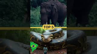 TOP 5 DANGEROUS 😳 FOREST  TAMIL NADU தமிழ் நாட்டில் உள்ள பயங்கரமான காடுகள் #trendingshorts