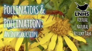 Pollinators & Pollination: An Introduction