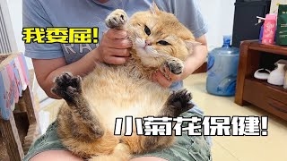 给3只猫咪挤肛门腺真酸爽，猫怎么还哭了？